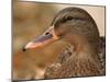 Female Mallard Head Close-Up, USA-Lawrence Michael-Mounted Photographic Print