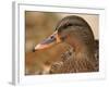 Female Mallard Head Close-Up, USA-Lawrence Michael-Framed Photographic Print