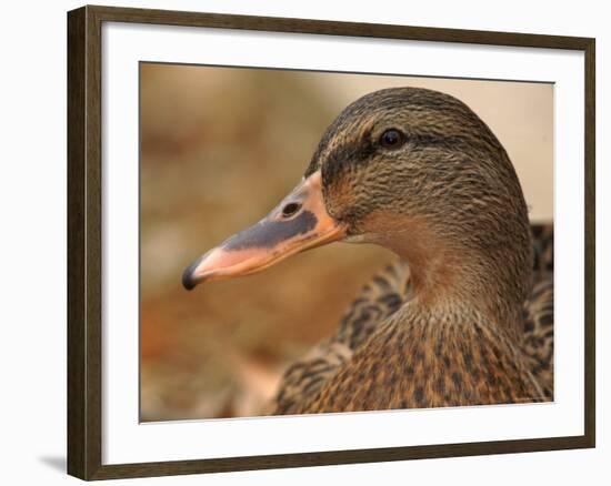 Female Mallard Head Close-Up, USA-Lawrence Michael-Framed Photographic Print