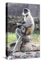 Female monkey with baby eating sweet in Daulatabad, Maharashtra, India, Asia-Godong-Stretched Canvas