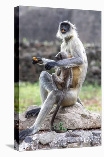 Female monkey with baby eating sweet in Daulatabad, Maharashtra, India, Asia-Godong-Stretched Canvas