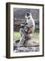 Female monkey with baby eating sweet in Daulatabad, Maharashtra, India, Asia-Godong-Framed Photographic Print