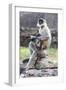 Female monkey with baby eating sweet in Daulatabad, Maharashtra, India, Asia-Godong-Framed Photographic Print