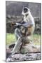 Female monkey with baby eating sweet in Daulatabad, Maharashtra, India, Asia-Godong-Mounted Photographic Print