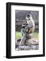 Female monkey with baby eating sweet in Daulatabad, Maharashtra, India, Asia-Godong-Framed Photographic Print