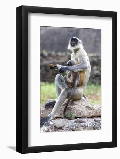 Female monkey with baby eating sweet in Daulatabad, Maharashtra, India, Asia-Godong-Framed Photographic Print