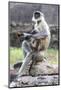 Female monkey with baby eating sweet in Daulatabad, Maharashtra, India, Asia-Godong-Mounted Photographic Print