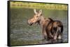 Female Moose Feeding in Glacier National Park, Montana, Usa-Chuck Haney-Framed Stretched Canvas