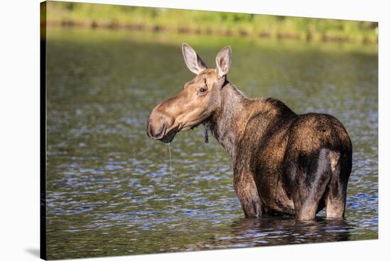 Female Moose Feeding in Glacier National Park, Montana, Usa-Chuck Haney-Stretched Canvas