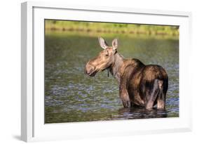 Female Moose Feeding in Glacier National Park, Montana, Usa-Chuck Haney-Framed Photographic Print