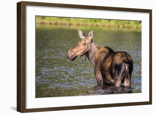 Female Moose Feeding in Glacier National Park, Montana, Usa-Chuck Haney-Framed Photographic Print