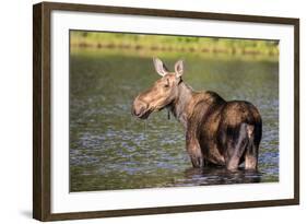 Female Moose Feeding in Glacier National Park, Montana, Usa-Chuck Haney-Framed Photographic Print