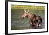Female Moose Feeding in Glacier National Park, Montana, Usa-Chuck Haney-Framed Photographic Print