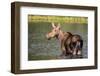 Female Moose Feeding in Glacier National Park, Montana, Usa-Chuck Haney-Framed Photographic Print