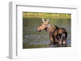 Female Moose Feeding in Glacier National Park, Montana, Usa-Chuck Haney-Framed Photographic Print