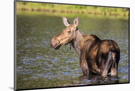 Female Moose Feeding in Glacier National Park, Montana, Usa-Chuck Haney-Mounted Photographic Print