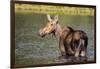 Female Moose Feeding in Glacier National Park, Montana, Usa-Chuck Haney-Framed Premium Photographic Print