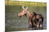 Female Moose Feeding in Glacier National Park, Montana, Usa-Chuck Haney-Mounted Premium Photographic Print