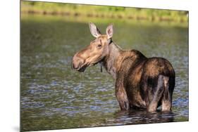 Female Moose Feeding in Glacier National Park, Montana, Usa-Chuck Haney-Mounted Premium Photographic Print