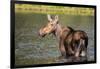 Female Moose Feeding in Glacier National Park, Montana, Usa-Chuck Haney-Framed Premium Photographic Print