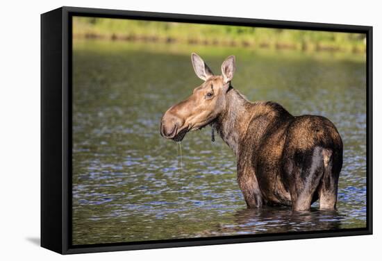 Female Moose Feeding in Glacier National Park, Montana, Usa-Chuck Haney-Framed Stretched Canvas