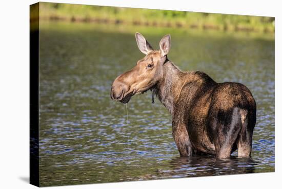 Female Moose Feeding in Glacier National Park, Montana, Usa-Chuck Haney-Stretched Canvas