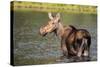 Female Moose Feeding in Glacier National Park, Montana, Usa-Chuck Haney-Stretched Canvas