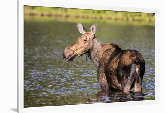 Female Moose Feeding in Glacier National Park, Montana, Usa-Chuck Haney-Framed Photographic Print