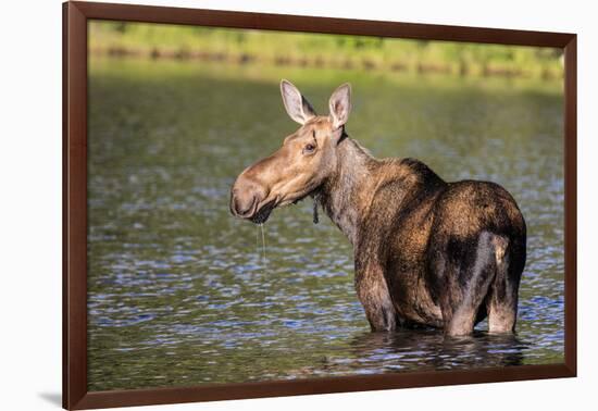 Female Moose Feeding in Glacier National Park, Montana, Usa-Chuck Haney-Framed Photographic Print