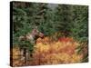 Female Moose in Denali National Park, Alaska, USA-Dee Ann Pederson-Stretched Canvas