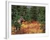 Female Moose in Denali National Park, Alaska, USA-Dee Ann Pederson-Framed Photographic Print