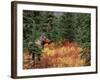 Female Moose in Denali National Park, Alaska, USA-Dee Ann Pederson-Framed Photographic Print