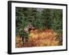 Female Moose in Denali National Park, Alaska, USA-Dee Ann Pederson-Framed Photographic Print