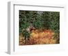 Female Moose in Denali National Park, Alaska, USA-Dee Ann Pederson-Framed Photographic Print