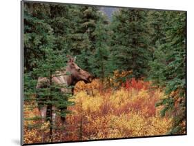 Female Moose in Denali National Park, Alaska, USA-Dee Ann Pederson-Mounted Photographic Print