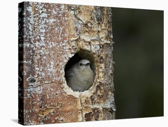 Female Mountain Bluebird (Sialia Currucoides) at the Nest-James Hager-Stretched Canvas