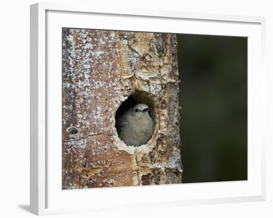 Female Mountain Bluebird (Sialia Currucoides) at the Nest-James Hager-Framed Photographic Print