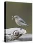 Female Mountain Bluebird (Sialia Currucoides) with an Insect, Yellowstone Nat'l Park, Wyoming, USA-James Hager-Stretched Canvas