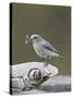 Female Mountain Bluebird (Sialia Currucoides) with an Insect, Yellowstone Nat'l Park, Wyoming, USA-James Hager-Stretched Canvas