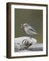 Female Mountain Bluebird (Sialia Currucoides) with an Insect, Yellowstone Nat'l Park, Wyoming, USA-James Hager-Framed Photographic Print