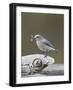 Female Mountain Bluebird (Sialia Currucoides) with an Insect, Yellowstone Nat'l Park, Wyoming, USA-James Hager-Framed Photographic Print