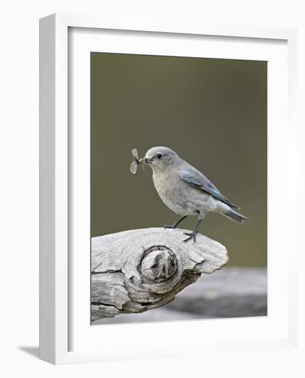 Female Mountain Bluebird (Sialia Currucoides) with an Insect, Yellowstone Nat'l Park, Wyoming, USA-James Hager-Framed Photographic Print