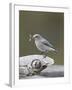 Female Mountain Bluebird (Sialia Currucoides) with an Insect, Yellowstone Nat'l Park, Wyoming, USA-James Hager-Framed Photographic Print