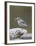 Female Mountain Bluebird (Sialia Currucoides) with an Insect, Yellowstone Nat'l Park, Wyoming, USA-James Hager-Framed Photographic Print