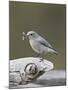 Female Mountain Bluebird (Sialia Currucoides) with an Insect, Yellowstone Nat'l Park, Wyoming, USA-James Hager-Mounted Photographic Print