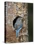 Female Mountain Bluebird (Sialia Currucoides)-James Hager-Stretched Canvas