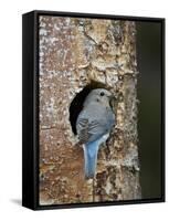 Female Mountain Bluebird (Sialia Currucoides)-James Hager-Framed Stretched Canvas