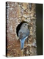 Female Mountain Bluebird (Sialia Currucoides)-James Hager-Stretched Canvas