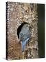 Female Mountain Bluebird (Sialia Currucoides)-James Hager-Stretched Canvas