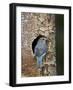 Female Mountain Bluebird (Sialia Currucoides)-James Hager-Framed Photographic Print